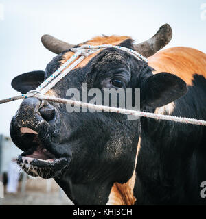 Les taureaux sont liées car ils attendent leur tour pour combattre en tauromachie traditionnelle à Fujairah, Émirats arabes unis Banque D'Images