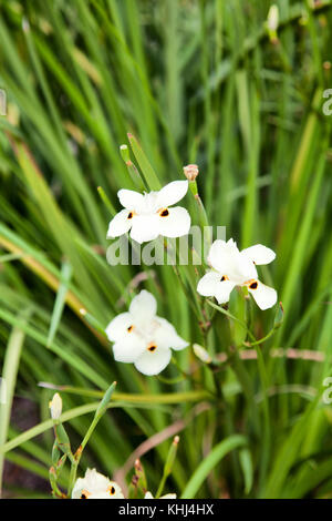 D.Bicolor iris fleurs à Constantia - Cape Town, Afrique du Sud Banque D'Images