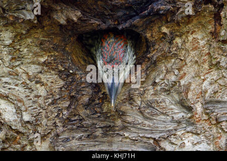 Pic Vert (Picus viridis), Poussin, jeune, jeunes, regarder hors de son nid, le repos, l'attente de ses parents, a l'air drôle, l'Europe. Banque D'Images