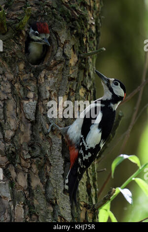 Plus grand / grand pic mar (Dendrocopos major ) perché sur un tronc d'arbre, à regarder pour son jeune poussin, juvénile au nid, l'Europe. Banque D'Images