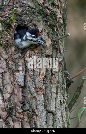 Plus grand / grand pic mar (Dendrocopos major), juvénile, véritable chick, escalade de / de sortie de leur nid, l'Europe. Banque D'Images