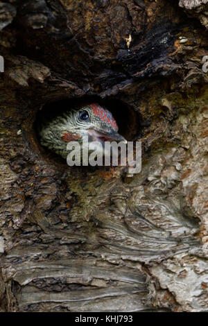 Pic Vert (Picus viridis), Poussin, jeune, jeunes, regarder hors de son nid, mendier de la nourriture, l'appelant, a l'air drôle, l'Europe. Banque D'Images