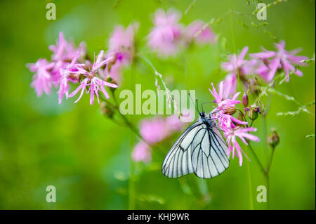 Papillon sur la fleur Banque D'Images