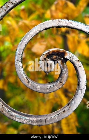 Rusty décorations en spirale sur une vieille clôture de fer ornemental négligées Banque D'Images