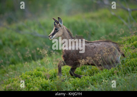 Chamois ( Rupicapra rupicapra ) jeune adolescent, descendant vers la vallée, ludique, plein de joie, sautant sur des arbustes verts frais bas, Europe. Banque D'Images