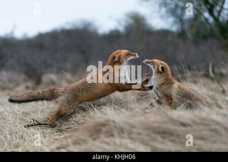 Le renard roux Vulpes vulpes ( ), deux adultes, en lutte agressive, les combats, menaçant avec de larges mâchoires ouvertes, attaquant les uns les autres, de la faune, de l'Europe. Banque D'Images