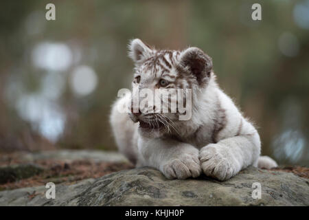 Tigre du Bengale royal ( Panthera tigris ), jeune cub, mue leucantique blanc, allongé sur des rochers, reposant, regardant autour, semble mignon et drôle. Banque D'Images