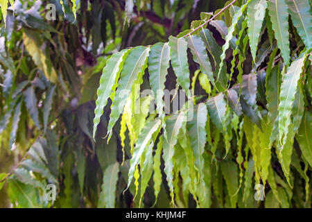 Close up of saraca asoca ou arbre ashoka Banque D'Images