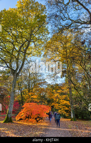 Les visiteurs sur un parcours dans le Acer Grove de Westonbirt Arboretum, près de Tetbury, Gloucestershire, England, UK Banque D'Images