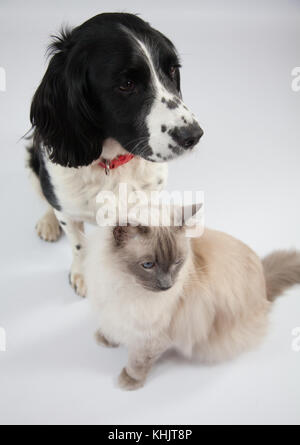 Ragdoll Cat & Springer Spaniel dans un photoshoot Banque D'Images