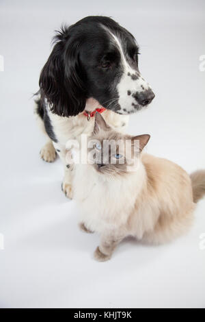 Ragdoll Cat & Springer Spaniel dans un photoshoot Banque D'Images