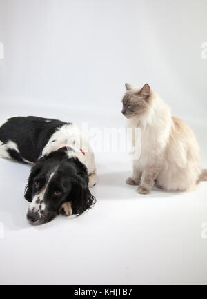 Ragdoll Cat & Springer Spaniel dans un photoshoot Banque D'Images