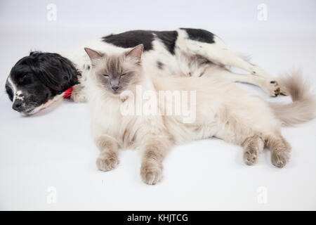 Ragdoll Cat & Springer Spaniel dans un photoshoot Banque D'Images