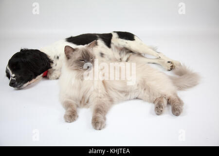 Ragdoll Cat & Springer Spaniel dans un photoshoot Banque D'Images