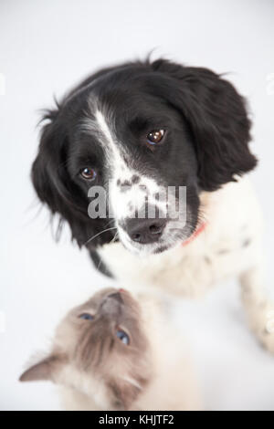 Ragdoll Cat & Springer Spaniel dans un photoshoot Banque D'Images