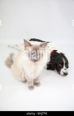 Ragdoll Cat & Springer Spaniel dans un photoshoot Banque D'Images