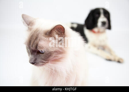 Ragdoll Cat & Springer Spaniel dans un photoshoot Banque D'Images