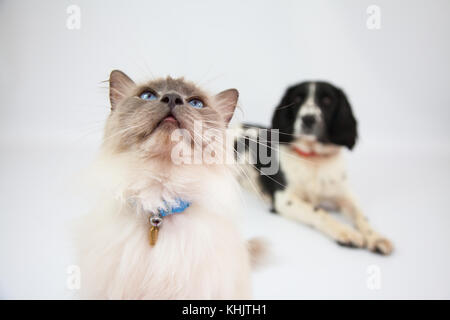 Ragdoll Cat & Springer Spaniel dans un photoshoot Banque D'Images