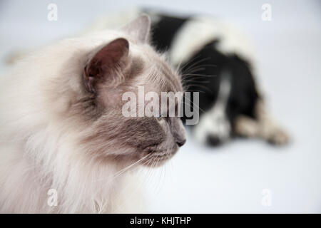 Ragdoll Cat & Springer Spaniel dans un photoshoot Banque D'Images