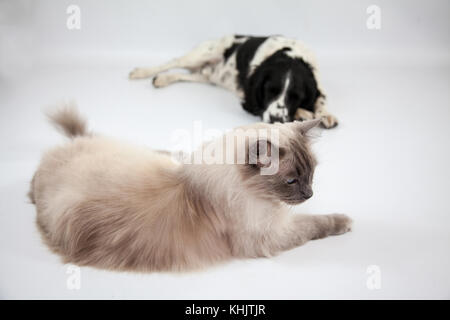 Ragdoll Cat & Springer Spaniel dans un photoshoot Banque D'Images