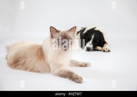 Ragdoll Cat & Springer Spaniel dans un photoshoot Banque D'Images