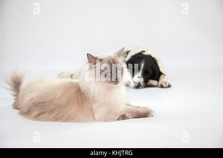 Ragdoll Cat & Springer Spaniel dans un photoshoot Banque D'Images