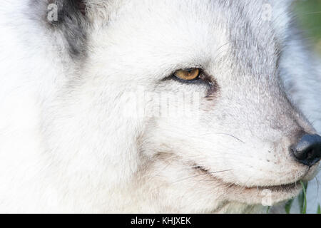 Le renard arctique, Vulpes lagopus, captive, Close up portrait alors qu'en été, le noir et blanc hiver manteaux. Banque D'Images