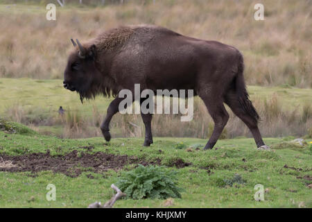 Bison d'Europe,Bison bonasus, captive, portrait tout en marchant, en mangeant, ou debout sur la lande. Banque D'Images