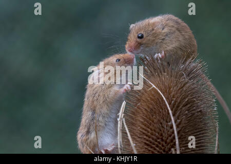 Les souris de la récolte/souris Micromys minutus,, Close up portrait pose sur une variété de plantes, fleurs et récolter les cultures. et l'image faciale du groupe Banque D'Images