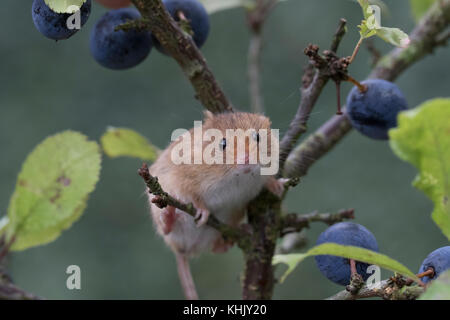 Les souris de la récolte/souris Micromys minutus,, Close up portrait pose sur une variété de plantes, fleurs et récolter les cultures. et l'image faciale du groupe Banque D'Images