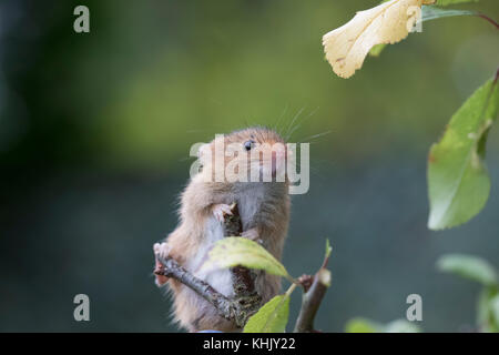 Les souris de la récolte/souris Micromys minutus,, Close up portrait pose sur une variété de plantes, fleurs et récolter les cultures. et l'image faciale du groupe Banque D'Images