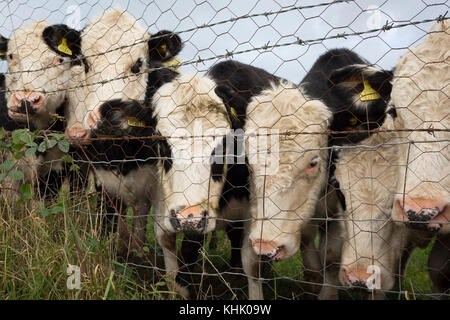 Les taureaux d'un an par les pairs une clôture séparant les terres agricoles et d'un jardin privé, le 5 novembre 2017, en Wrington, North Somerset, Angleterre. Banque D'Images