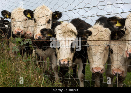 Les taureaux d'un an par les pairs une clôture séparant les terres agricoles et d'un jardin privé, le 5 novembre 2017, en Wrington, North Somerset, Angleterre. Banque D'Images