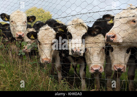 Les taureaux d'un an par les pairs une clôture séparant les terres agricoles et d'un jardin privé, le 5 novembre 2017, en Wrington, North Somerset, Angleterre. Banque D'Images