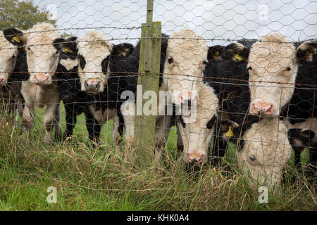 Les taureaux d'un an par les pairs une clôture séparant les terres agricoles et d'un jardin privé, le 5 novembre 2017, en Wrington, North Somerset, Angleterre. Banque D'Images