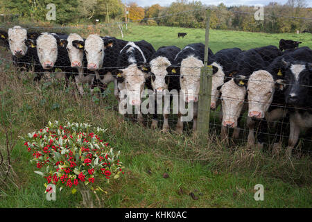 Les taureaux d'un an par les pairs une clôture séparant les terres agricoles et d'un jardin privé, le 5 novembre 2017, en Wrington, North Somerset, Angleterre. Banque D'Images