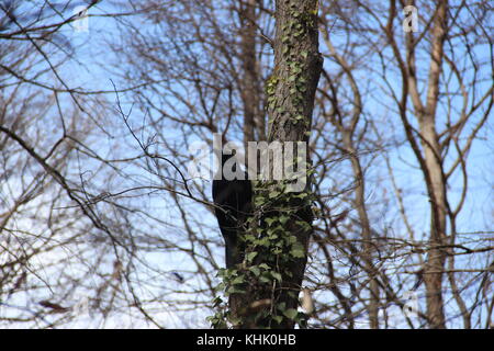 Crow assis sur une branche d'arbre Banque D'Images