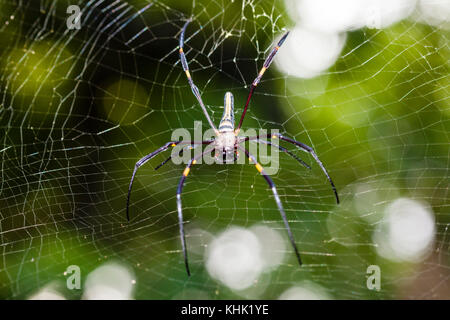 Orb-Weaver la soie, araignée Nephila sp., l'île Christmas, Australie Banque D'Images