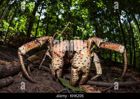 Crabe voleur en forêt tropicale, Birgus latro, Christmas Island, Australie Banque D'Images