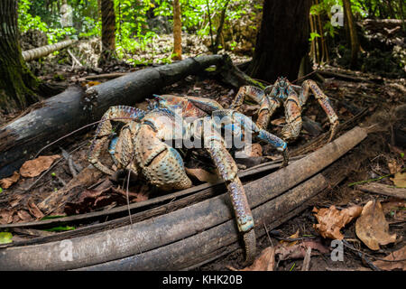 Crabe voleur en forêt tropicale, Birgus latro, Christmas Island, Australie Banque D'Images