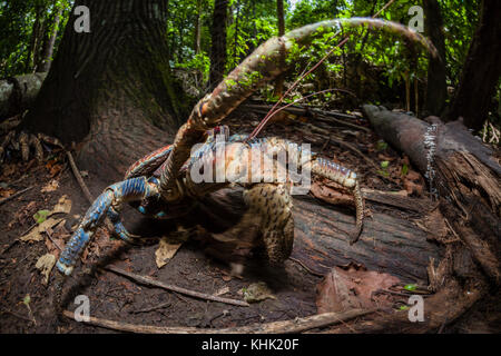 Crabe voleur en forêt tropicale, Birgus latro, Christmas Island, Australie Banque D'Images