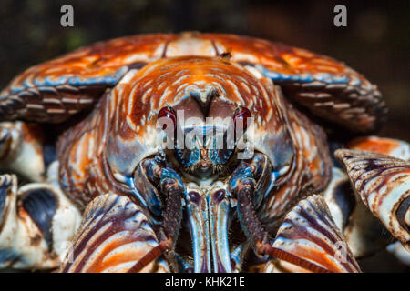 Close up de crabe voleur, Birgus latro, Christmas Island, Australie Banque D'Images