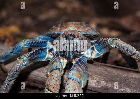 Crabe voleur en forêt tropicale, Birgus latro, Christmas Island, Australie Banque D'Images