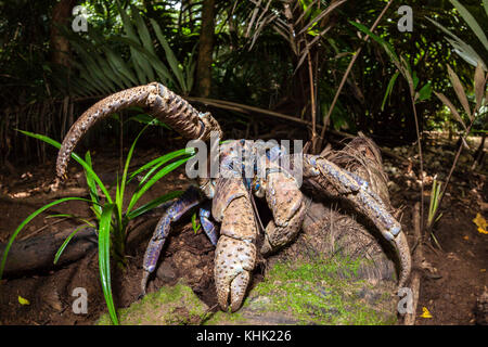 Crabe voleur en forêt tropicale, Birgus latro, Christmas Island, Australie Banque D'Images