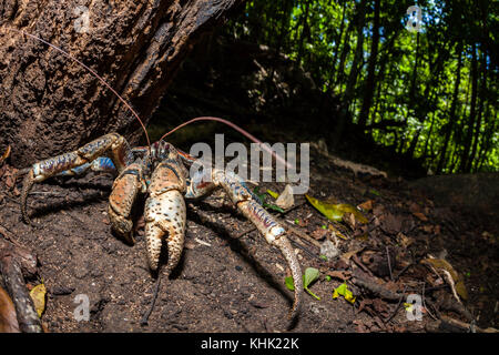 Crabe voleur en forêt tropicale, Birgus latro, Christmas Island, Australie Banque D'Images