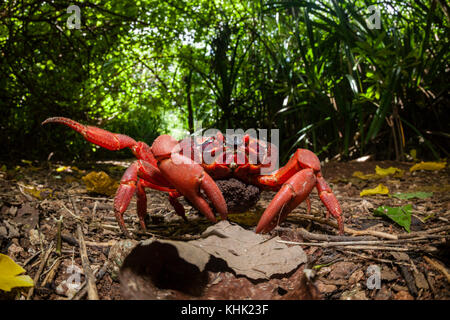 L'île de Noël crabe rouge realiser les oeufs, ist Gecarcoidea natalis, l'île Christmas, Australie Banque D'Images