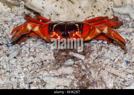 L'île de Noël crabe rouge presse oeufs dans océan, Gecarcoidea natalis, l'île Christmas, Australie Banque D'Images