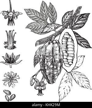 Les fèves de cacao Chocolat. vector illustration illustration style gravé. croquis dessinés à la main, les fèves de cacao, feuilles d'arbres, et les branches. Illustration de Vecteur