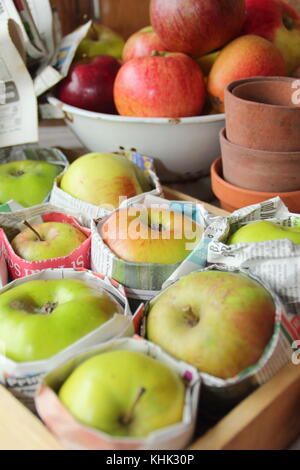 Les pommes fraîchement récolté (Malus domestica) emballés dans du papier journal et stockés dans le bac en bois pour aider à prévenir la pourriture en automne et hiver, UK Banque D'Images