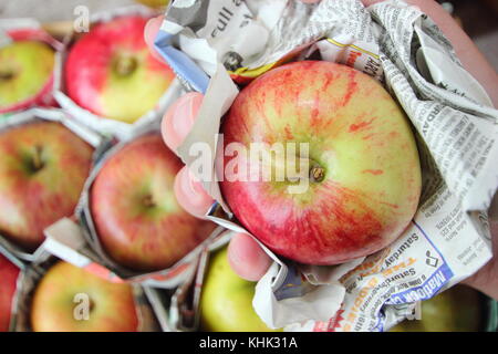 Les pommes fraîches (Malus domestica) est emballé individuellement dans du papier journal et stockés dans le bac en bois pour aider à prévenir pourrir pendant le stockage Banque D'Images